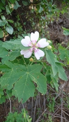 Malva acerifolia