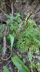 Scilla haemorrhoidalis