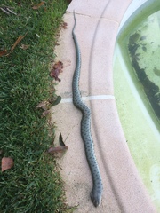 Natrix astreptophora