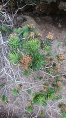 Allagopappus canariensis