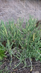 Euphorbia aphylla