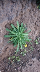 Reichardia ligulata
