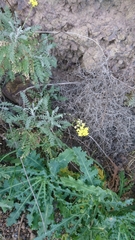 Descurainia millefolia