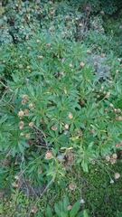 Cheirolophus burchardii