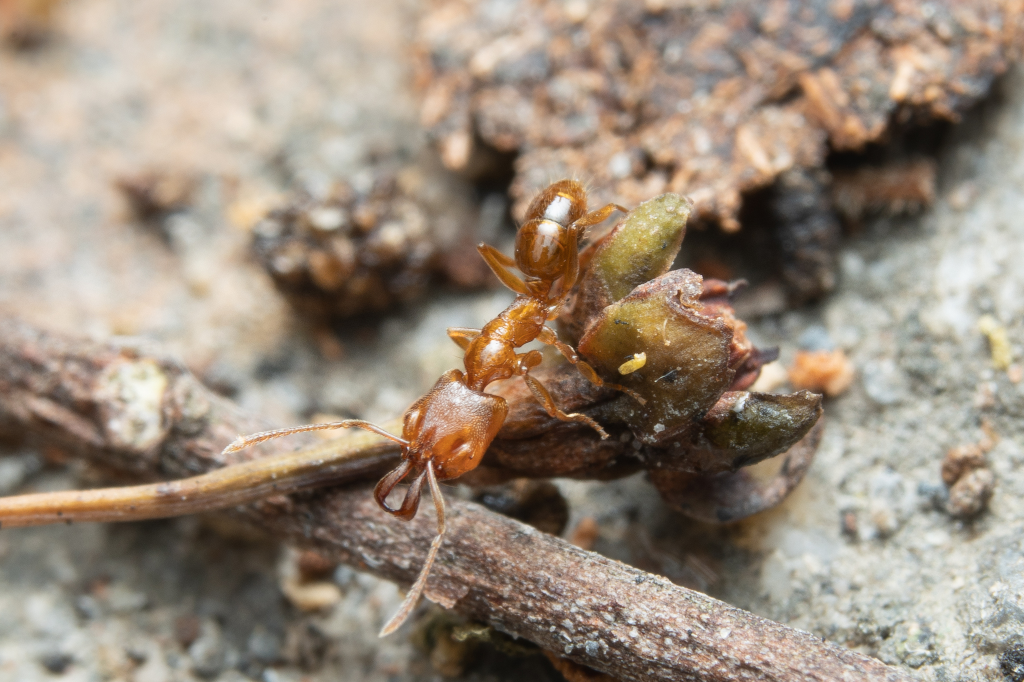 Anochetus subcoecus