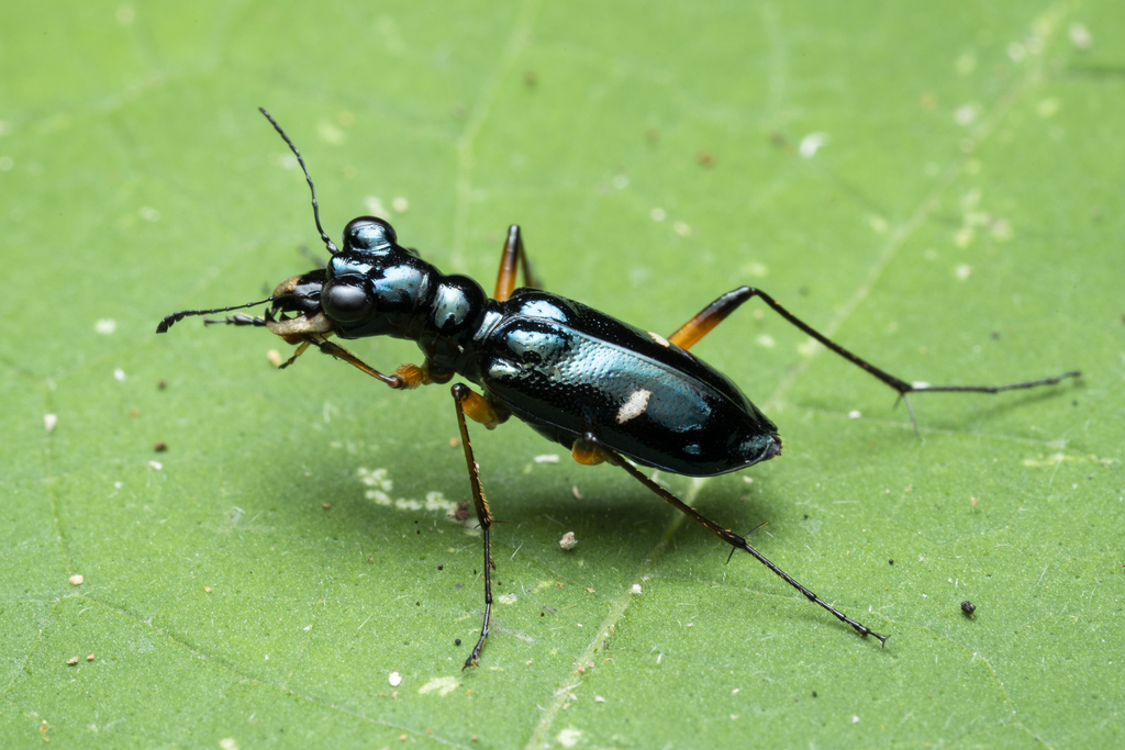 Therates fruhstorferi
