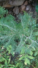 Asparagus pastorianus