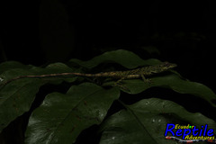 Anolis parilis