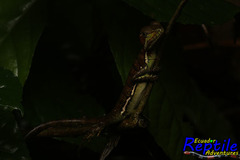Basiliscus galeritus