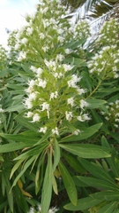 Echium giganteum