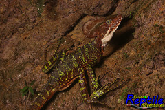 Basiliscus galeritus