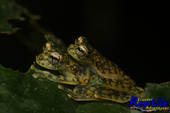 Sachatamia albomaculata