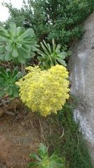 Aeonium arboreum holochrysum