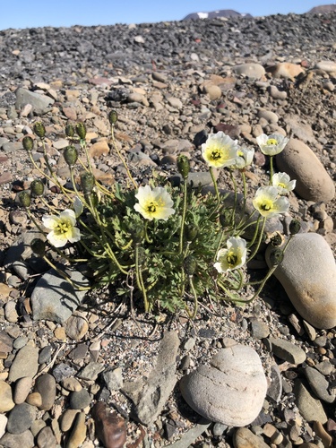 Oreomecon dahliana (Oreomecon dahliana)