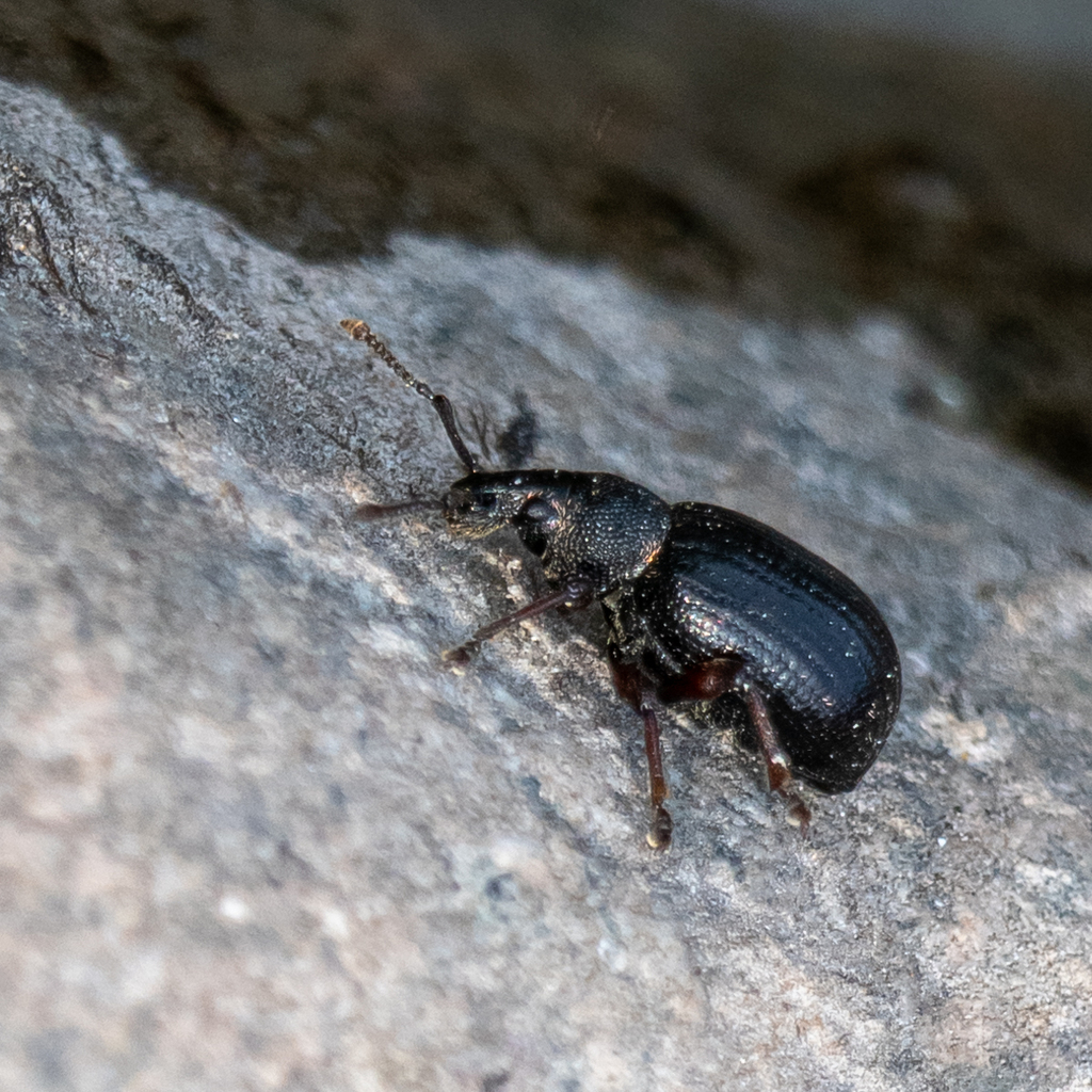 Otiorhynchus nodosus