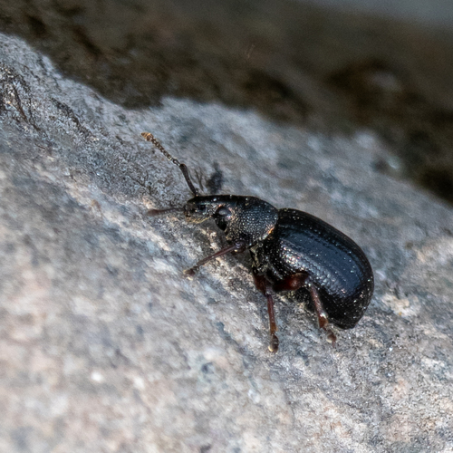 Otiorhynchus nodosus