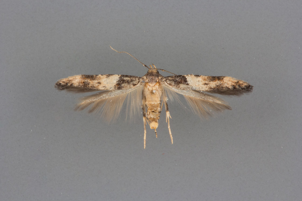 Chrysopeleiinae
