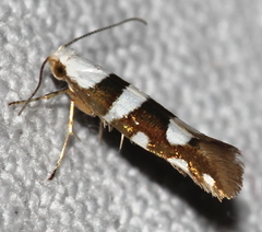 Argyresthia brockeella