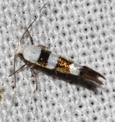 Argyresthia brockeella