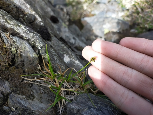 Image of Carex oxyandra by (c) Yu-Chang Chen, some rights reserved (CC BY)