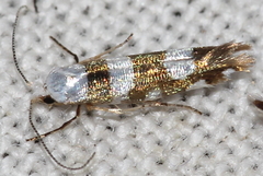 Argyresthia brockeella