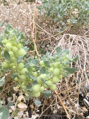 Atriplex holocarpa