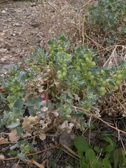 Atriplex holocarpa