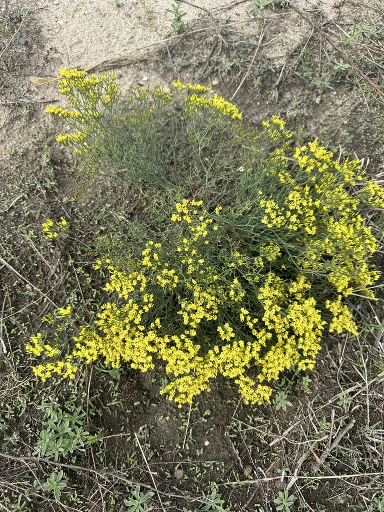 Limonium grubovii