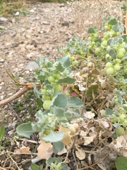 Atriplex holocarpa