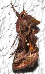 Autographa pulchrina