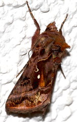 Autographa pulchrina