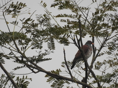 Patagioenas speciosa