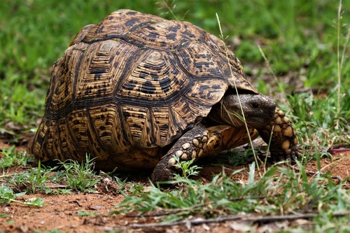 Leopard Tortoise