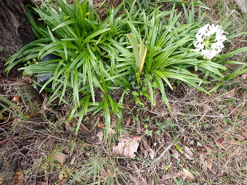 Nerine undulata (Nerine undulata)
