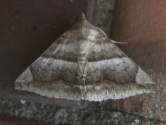 Buzara onelia