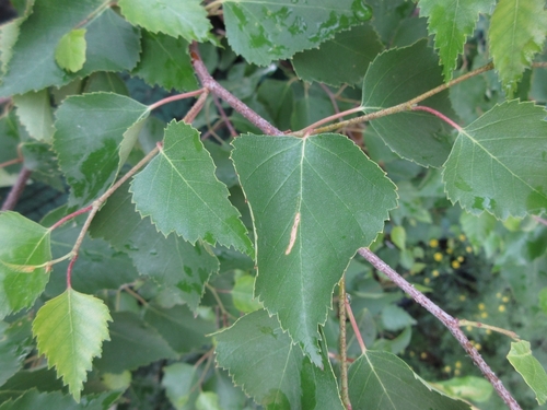 Betula platyphylla iNat (1)