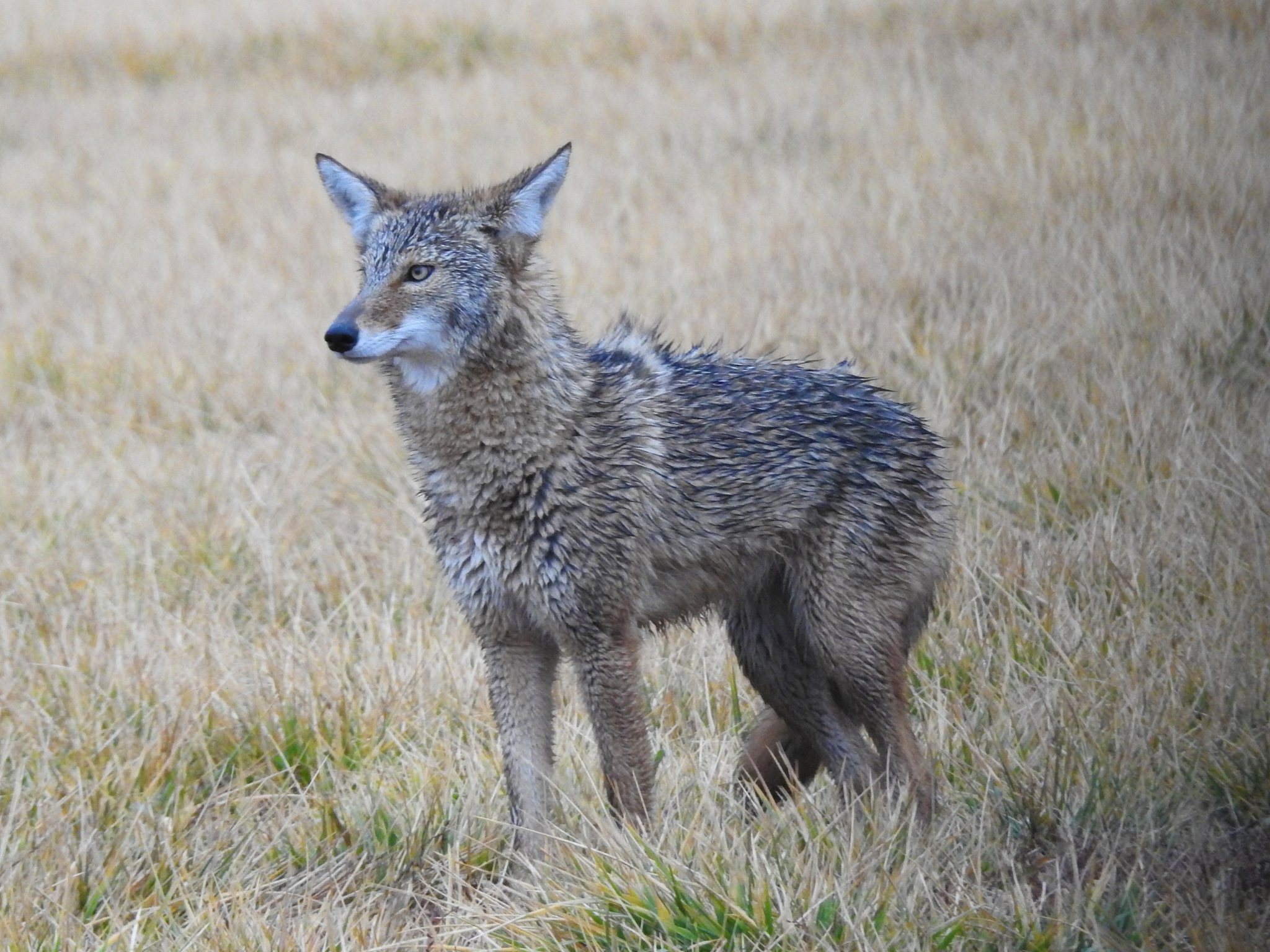 Coyote (Canis latrans) · iNaturalist