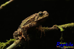 Incilius coniferus
