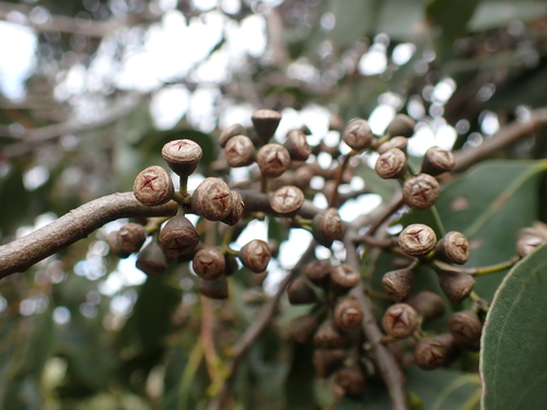 Image of Eucalyptus yarraensis by (c) Nina Kerr, some rights reserved (CC BY)