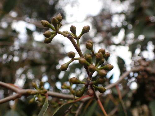 Image of Eucalyptus yarraensis by (c) Nina Kerr, some rights reserved (CC BY)