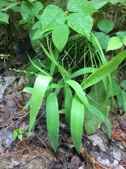 Dichanthelium xanthophysum