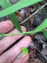 Dichanthelium xanthophysum