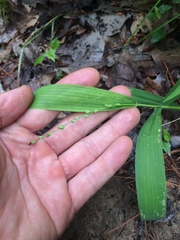 Dichanthelium xanthophysum