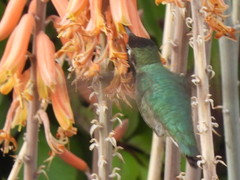 Trochilidae