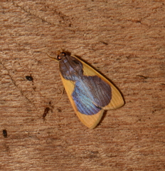 Prooedema inscisalis