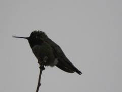 Trochilidae