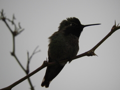 Trochilidae