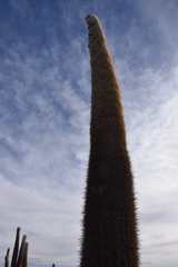 Trichocereus atacamensis