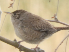 Troglodytes aedon