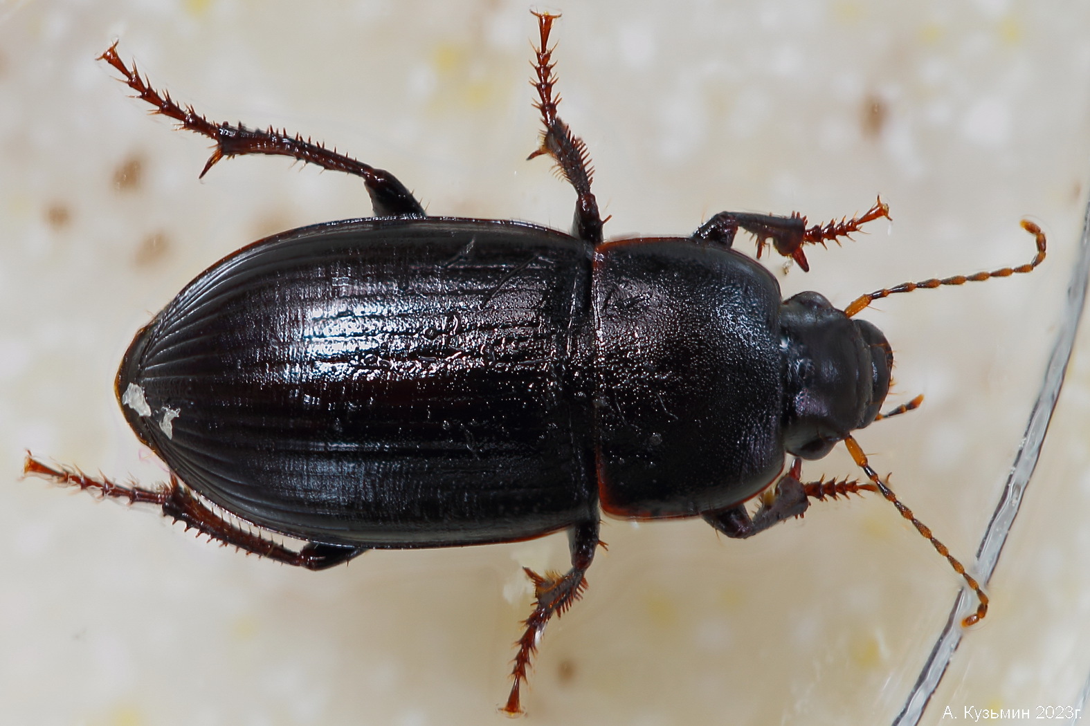 Хлебная Жужелица (Zabrus tenebrioides)